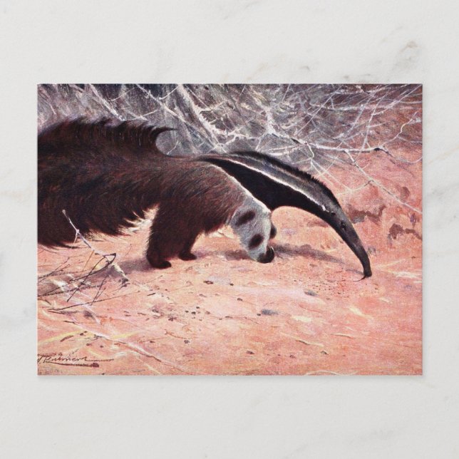 Giant Anteater Vintage Illustration. Vykort (Framsida)