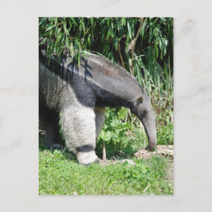 Giant Anteater-vykort Vykort