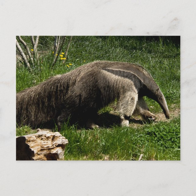 Giant Anteater-vykort Vykort (Framsida)