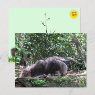Giant Anteater-vykort Vykort