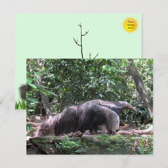 Giant Anteater-vykort Vykort (Fram/baksida)