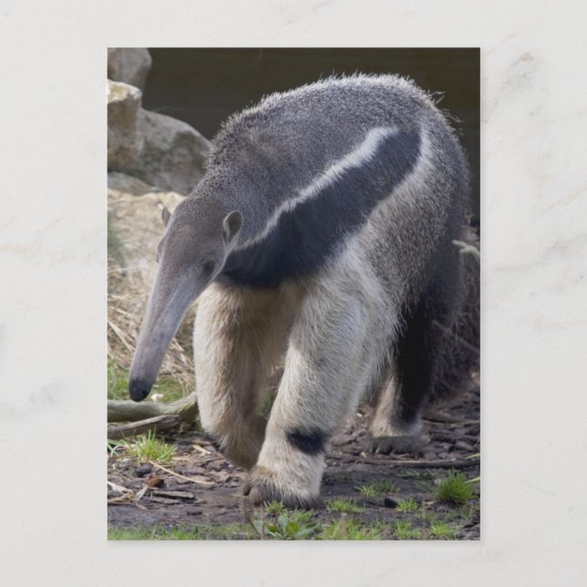Giant Anteater-vykort Vykort (Framsida)