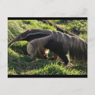 Giant Anteater-vykort Vykort