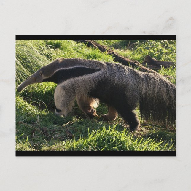 Giant Anteater-vykort Vykort (Framsida)