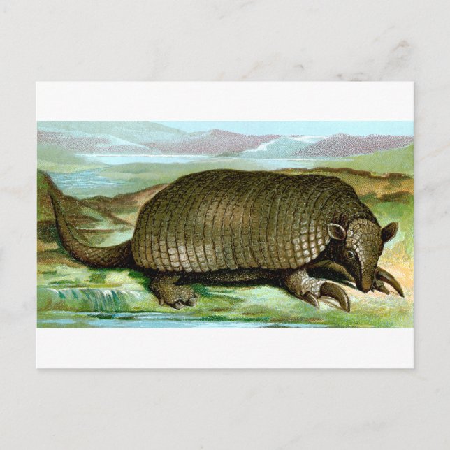 Giant Armadillo Vykort (Framsida)