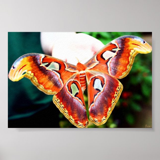 Giant Atlas Moth Poster (Framsidan)
