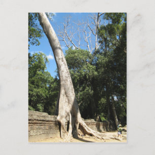 Giant Banyan Träd ... Ta Prohm Temple, Kambodja Vykort