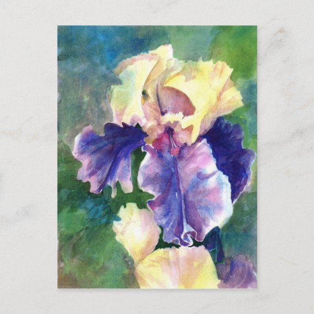 Giant Bearded Iris Vykort (Framsida)