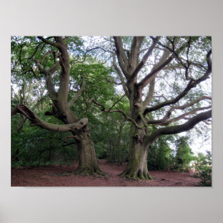 Giant Beech Träd Poster