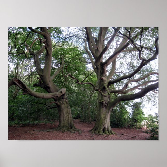 Giant Beech Träd Poster (Framsidan)