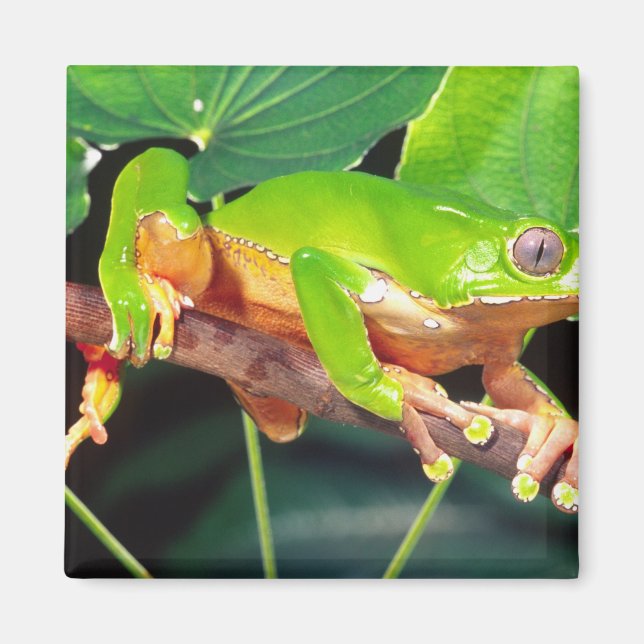 Giant Bicolor Monkey Treefrog, Phyllomedusa Magnet (Framsidan)