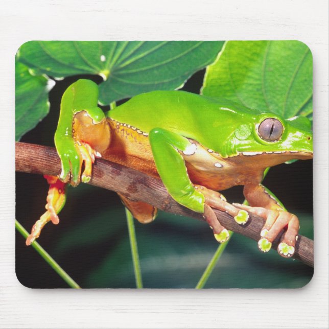 Giant Bicolor Monkey Treefrog, Phyllomedusa Musmatta (Framsidan)