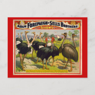 Giant Birds Circus Poster - Forepaugh och Sells Vykort