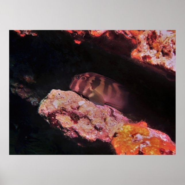 Giant Blenny Poster (Framsidan)
