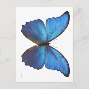 Giant Blue Morpho Butterfly Vykort
