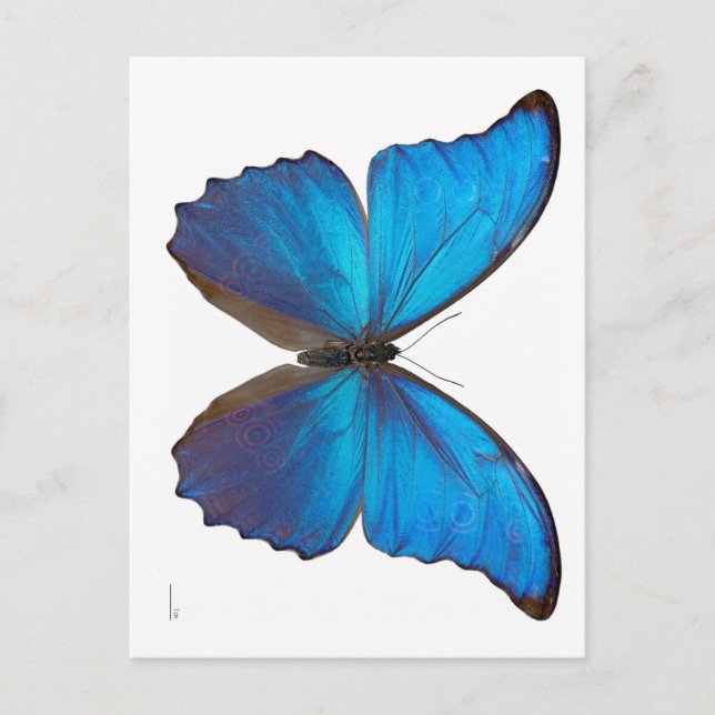 Giant Blue Morpho Butterfly Vykort (Framsida)