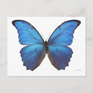 Giant Blue Morpho Butterfly Vykort