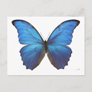 Giant Blue Morpho Butterfly Vykort