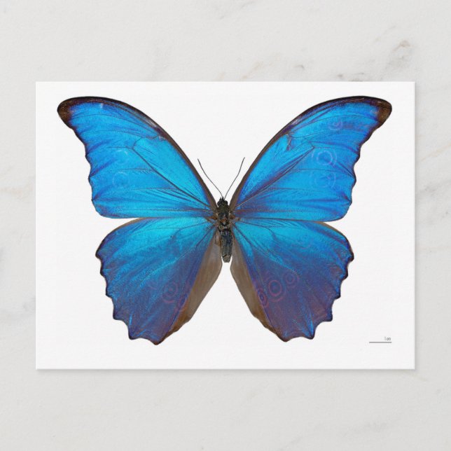Giant Blue Morpho Butterfly Vykort (Framsida)
