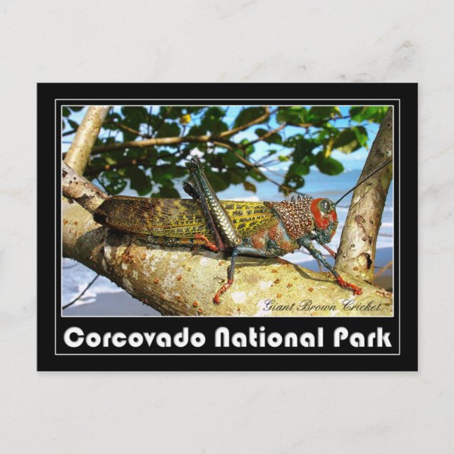 Giant Brown Cricket, Corcovado National Park Vykort (Framsida)