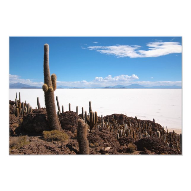 Giant cactus at Salar de Uyuni-fotot Fototryck (Framsidan)
