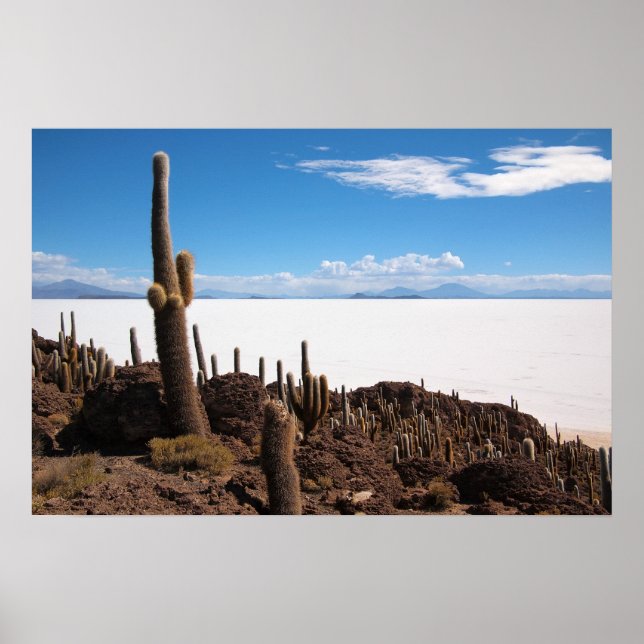 Giant cactus at Salar de Uyuni poster print (Framsidan)