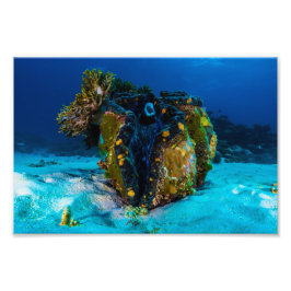 Giant Clam Photo Print Fototryck