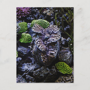 Giant Clam Vykort