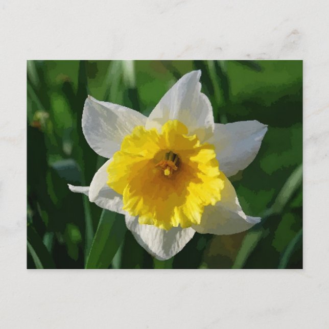 Giant Daffodil vykort (Framsida)