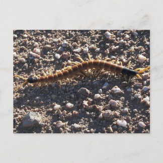 Giant Desert Centipede Vykort