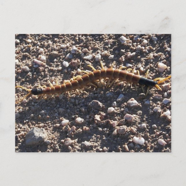 Giant Desert Centipede Vykort (Framsida)