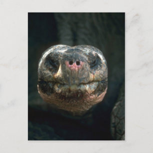 Giant Dome-Shaped Tortoise Vykort
