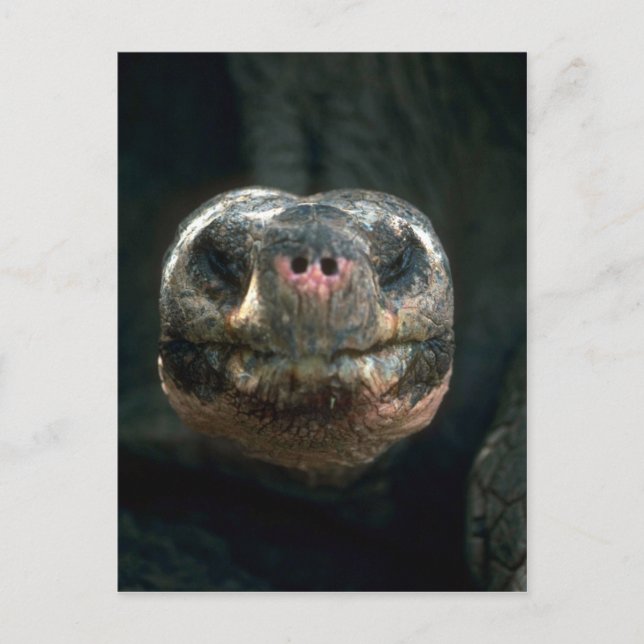 Giant Dome-Shaped Tortoise Vykort (Framsida)
