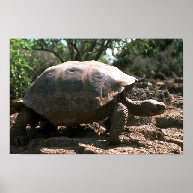 Giant Dome-Shaped Tortoise Walking Poster (Framsidan)