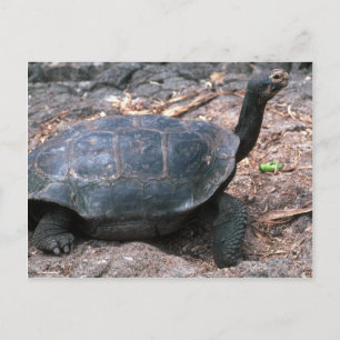 Giant Dome-Shaped Tortoise Walking Vykort