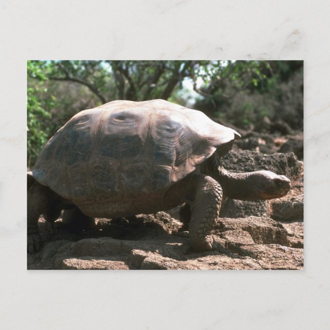 Giant Dome-Shaped Tortoise Walking Vykort (Framsida)