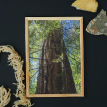 Giant Douglas Fir Träd