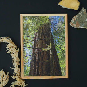 Giant Douglas Fir Träd Fototryck