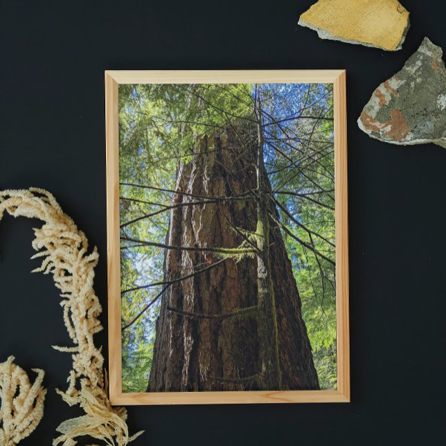 Giant Douglas Fir Träd Fototryck (In Situ Framed)
