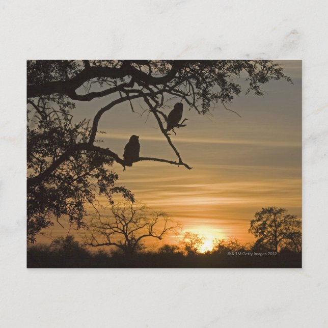 Giant Eagle Uggla (Bubo lacteus) silhuetterad på Vykort (Framsida)