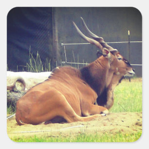 Giant Eland Stickers Fyrkantigt Klistermärke