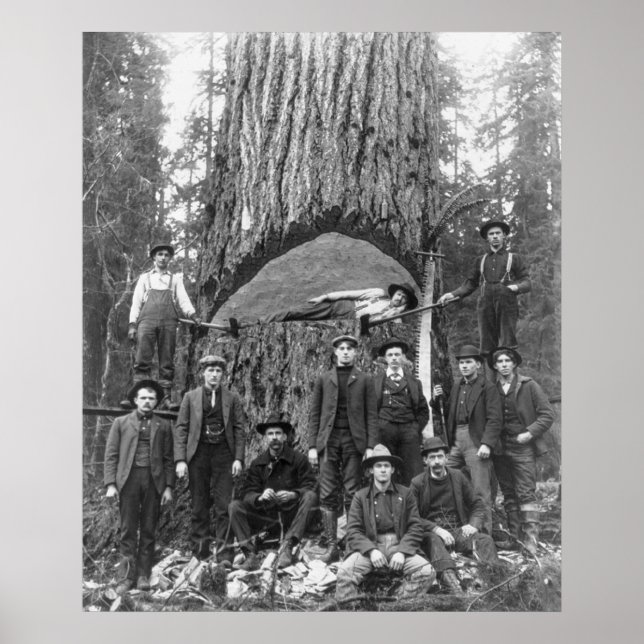 Giant Fir Träd Redo to Fall, 1902 Poster (Framsidan)
