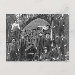 Giant Fir Träd Redo to Fall, 1902 Vykort