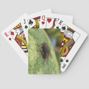 GIANT Fly Deck för uppspelningskort Casinokort