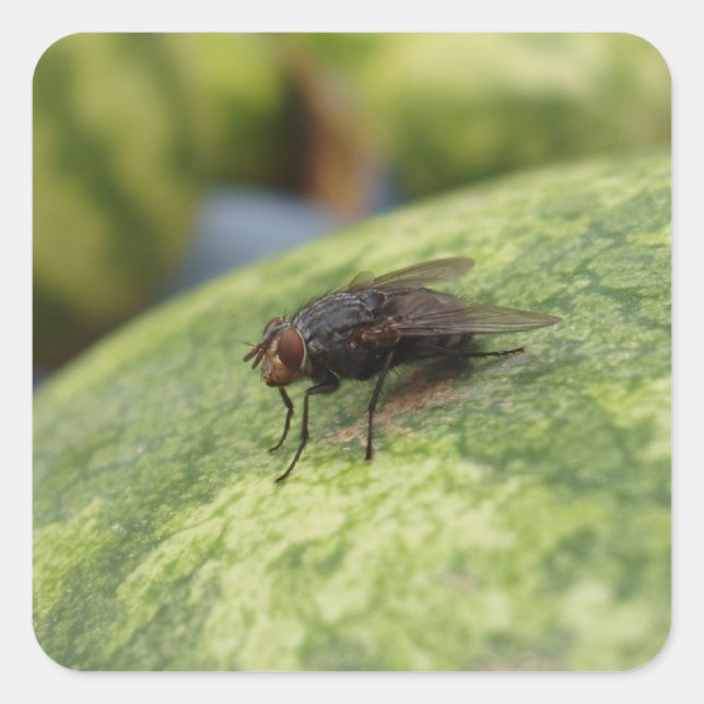 GIANT Fly-etikettuppsättning Fyrkantigt Klistermärke (Framsida)