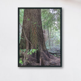 Giant Forest Conifer Träd Nature Fototryck