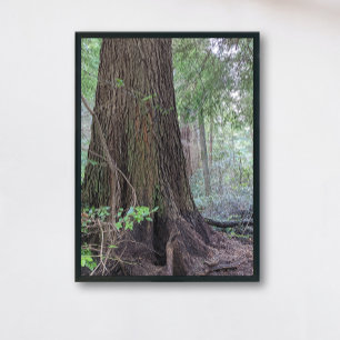 Giant Forest Conifer Träd Nature Fototryck