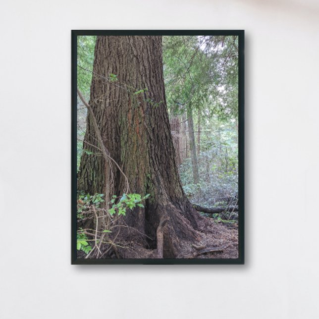 Giant Forest Conifer Träd Nature Fototryck (In Situ Framed)
