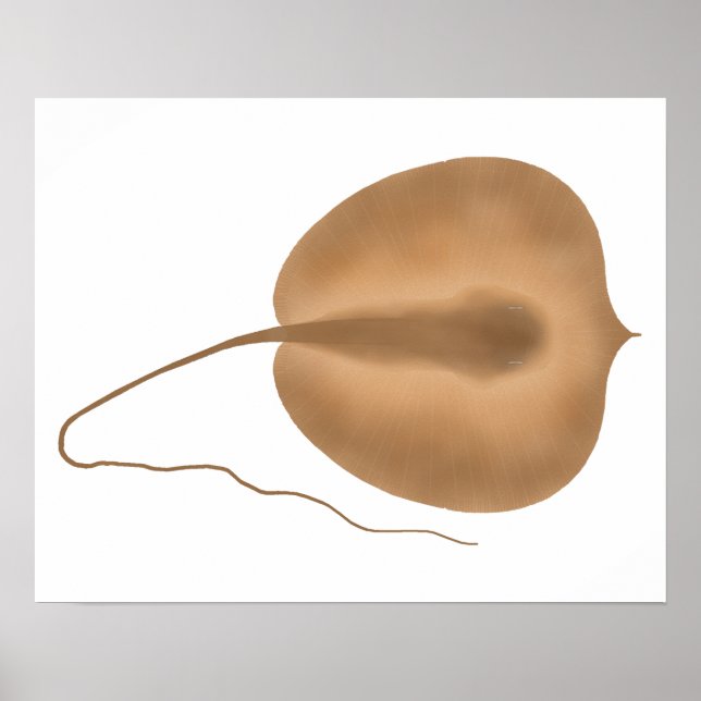 Giant Freshwater Stingray Poster (Framsidan)