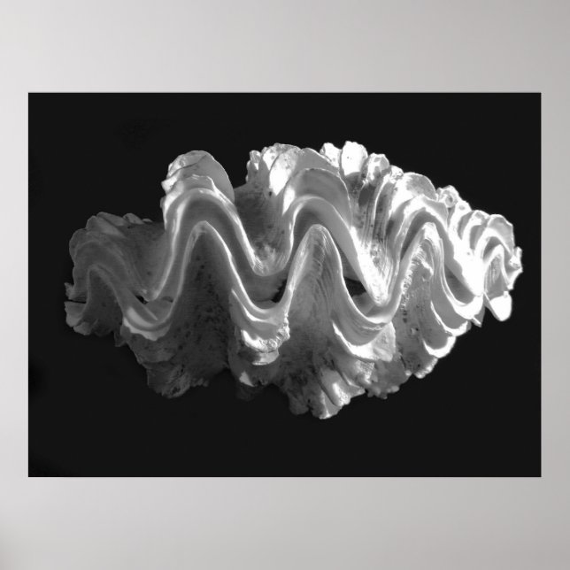 Giant Frilled Clam Seashell Tridacna squamosa Poster (Framsidan)